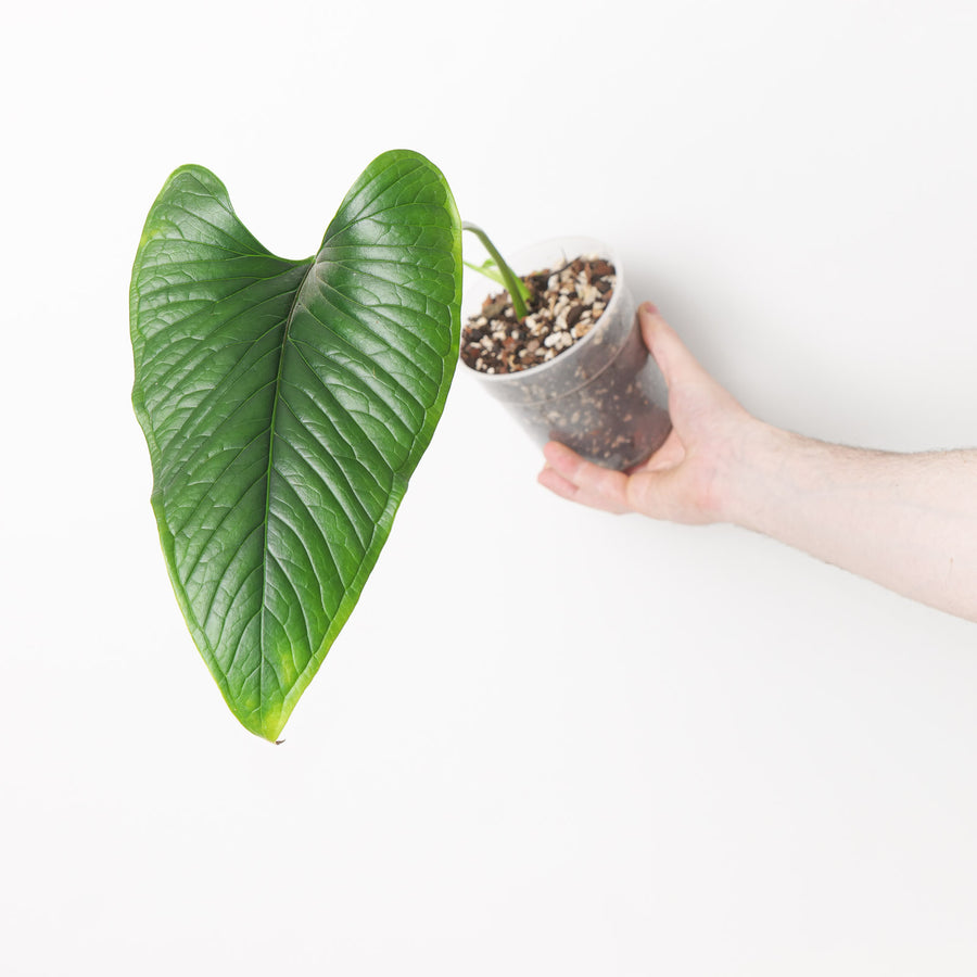 Anthurium lancea Plants GrowTropicals