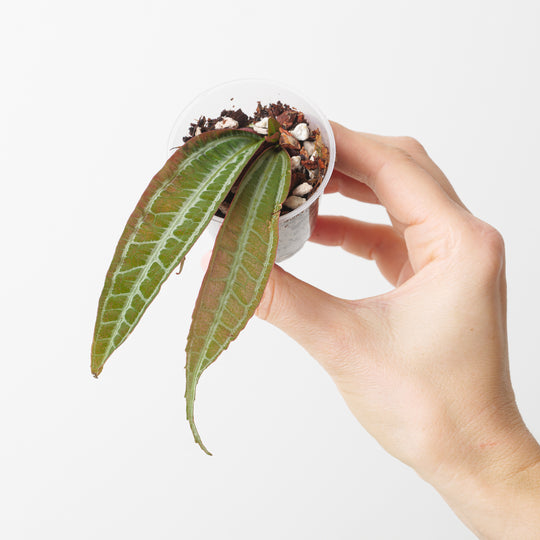 Pilea ecboliophylla aff. 'Lanceolata' Plants GrowTropicals
