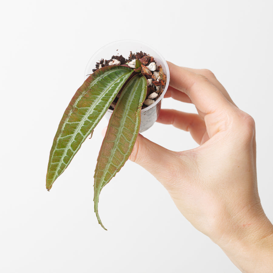 Pilea ecboliophylla aff. 'Lanceolata' - GROW TROPICALS