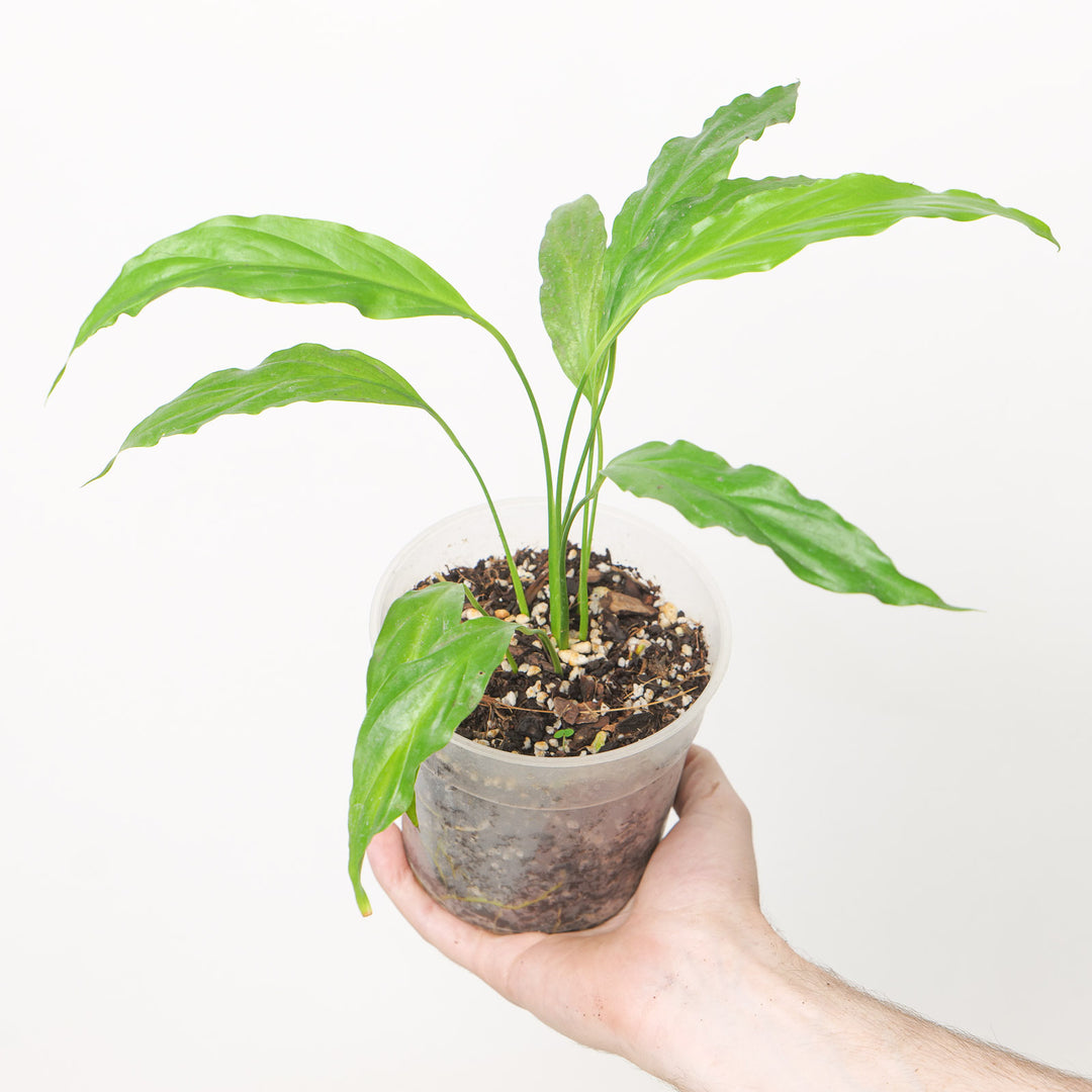Spathiphyllum sp. lanceolata