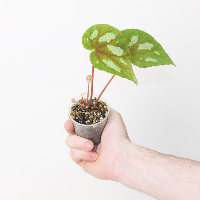 Begonia sp. Lang Son Plants GrowTropicals
