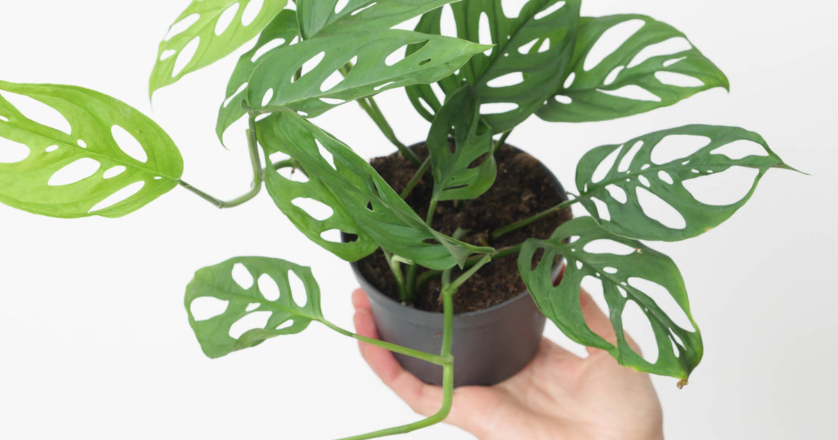 monstera adansonii var laniata Monstera adansonii var. laniata | Plants