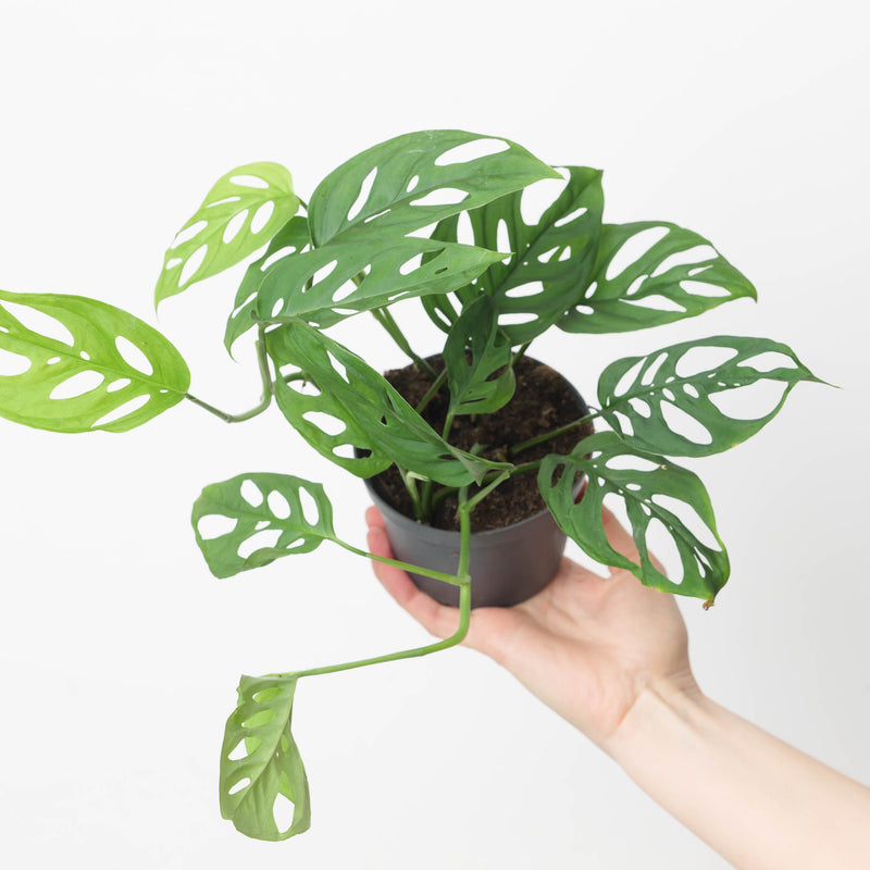 Monstera adansonii var. laniata Plants GrowTropicals
