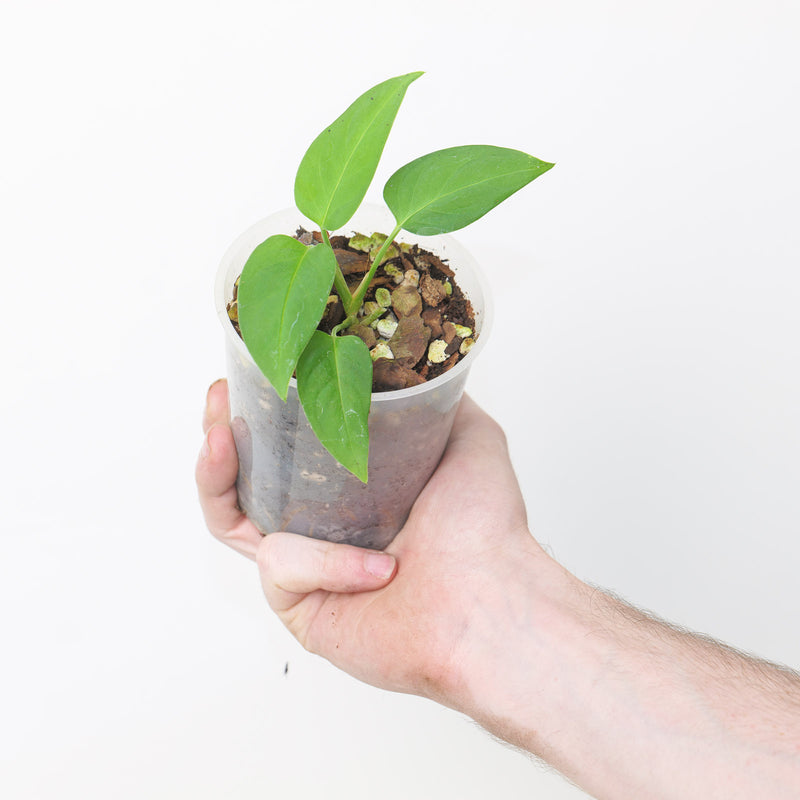 Monstera adansonii var. laniata 'GT3 Clone' — 9cm