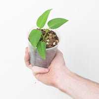 Monstera adansonii var. laniata 'GT3 Clone'