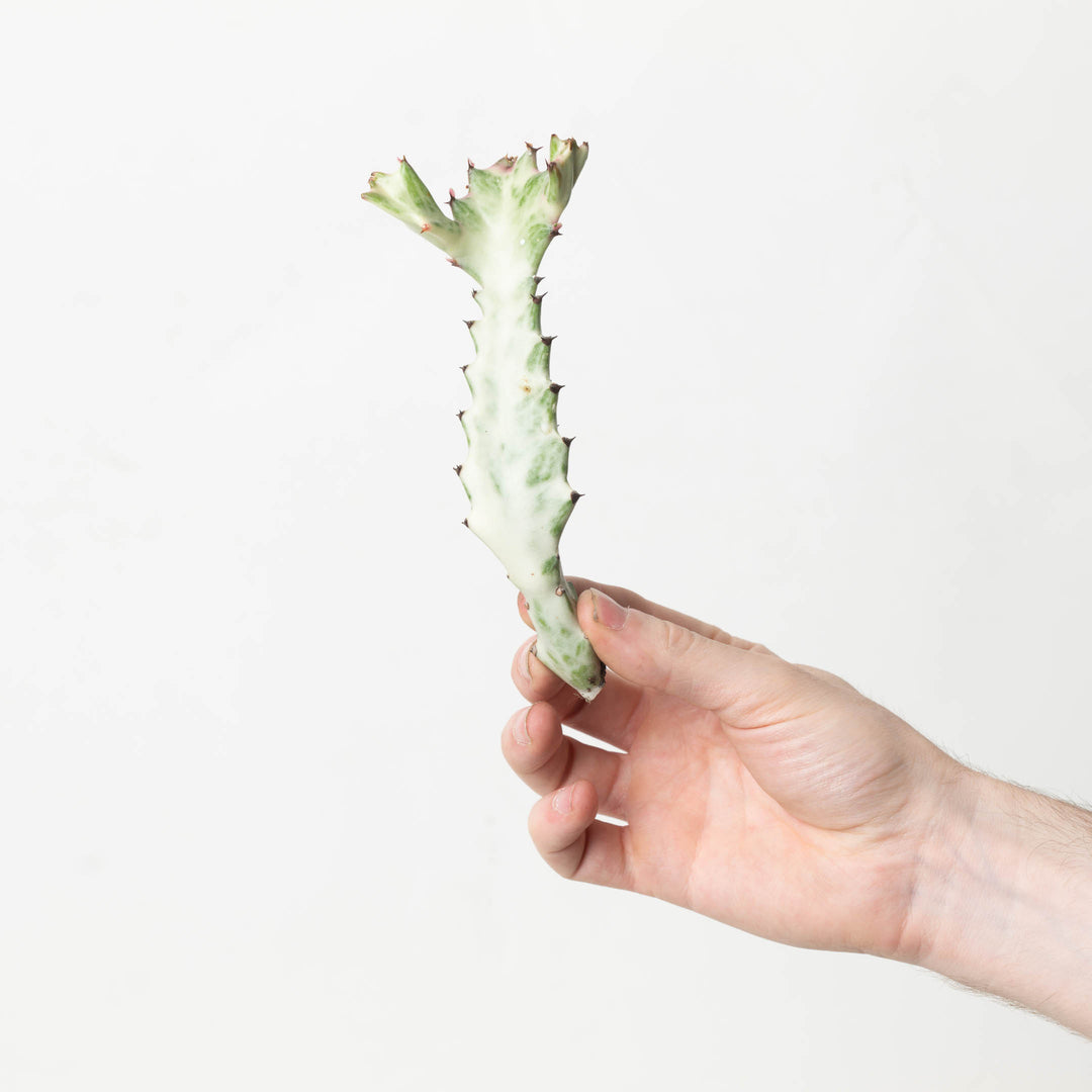 Euphorbia lactea 'Ghost' - GROW TROPICALS