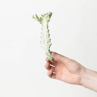 Euphorbia lactea 'Ghost'
