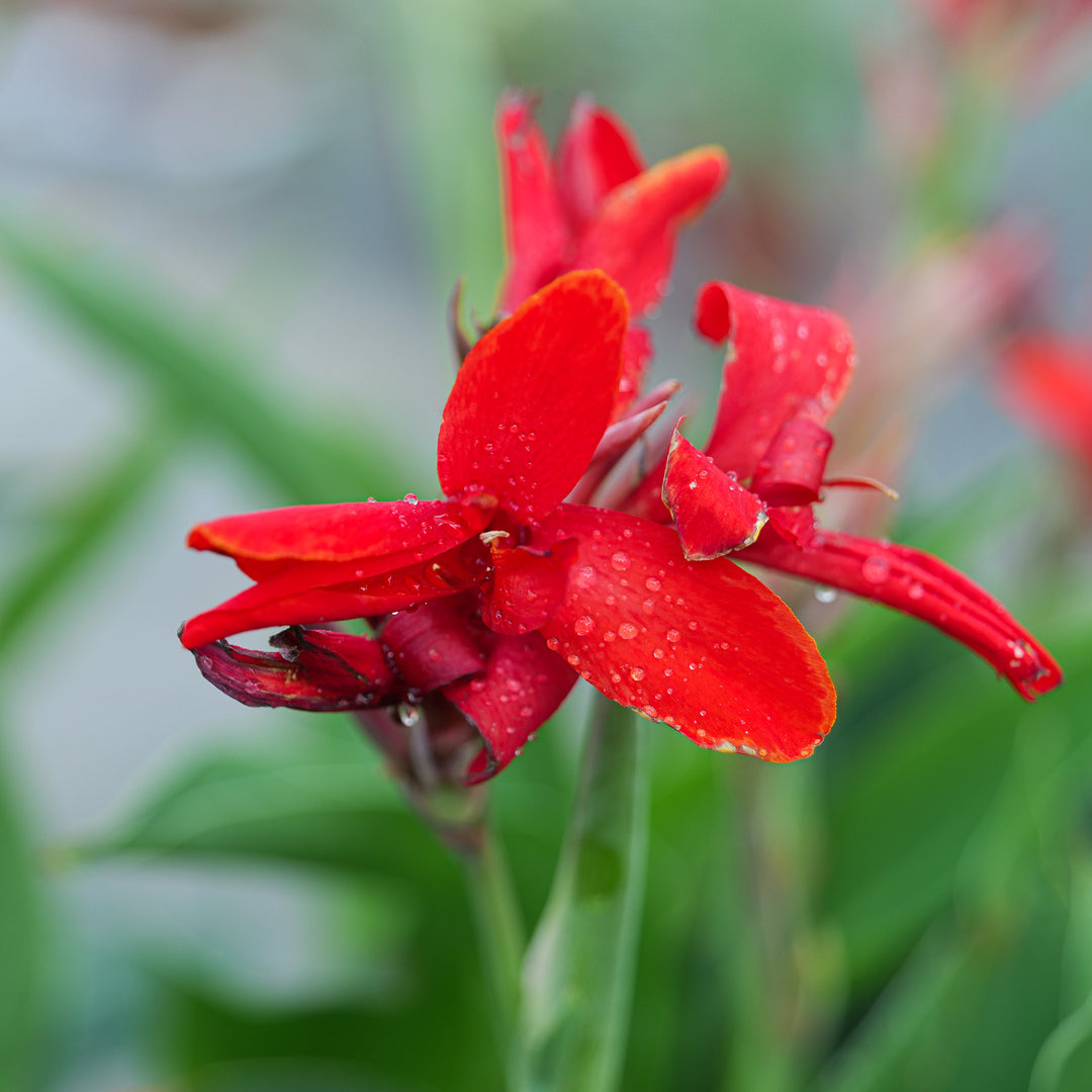 Canna 'Kreta Red' Plants - Outdoor GROW TROPICALS