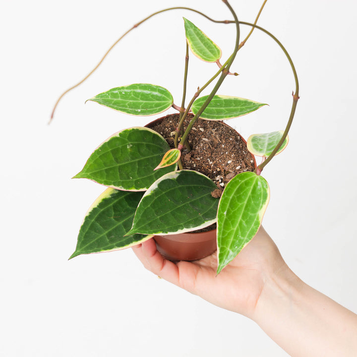 Hoya latifolia Albomarginata - GROW TROPICALS