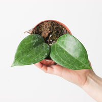 Hoya latifolia