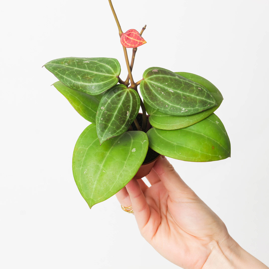 Hoya latifolia Maluku - GROW TROPICALS