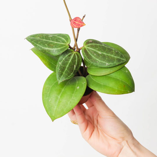 Hoya latifolia Maluku Plants GrowTropicals