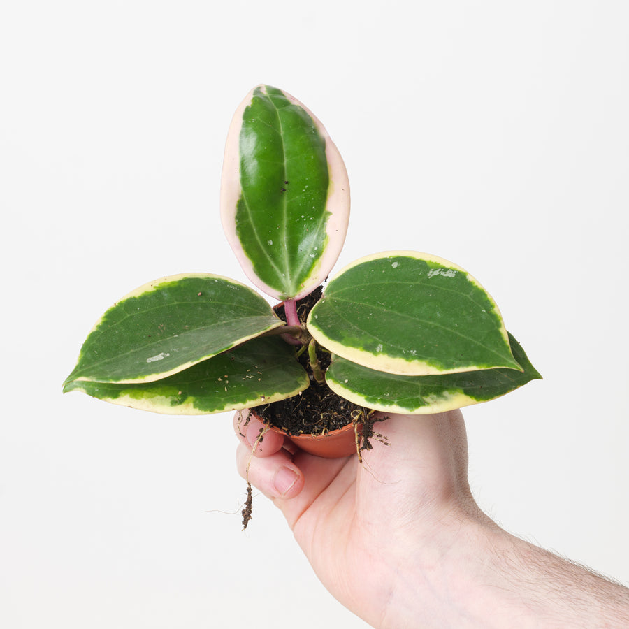 Hoya latifolia Albomarginata 'Round' - GROW TROPICALS