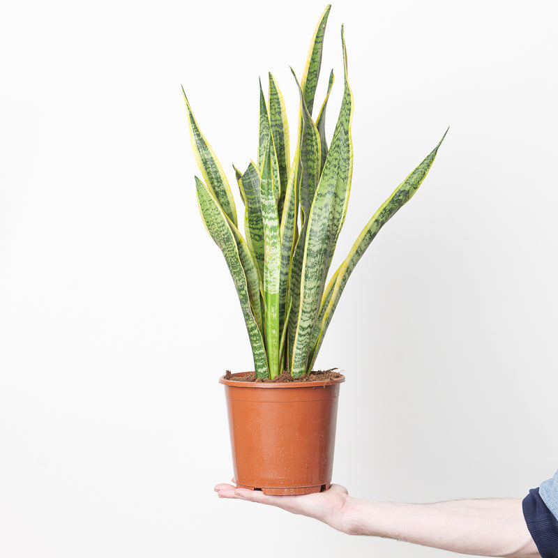 Sansevieria trifasciata 'Laurentii' Plants GrowTropicals