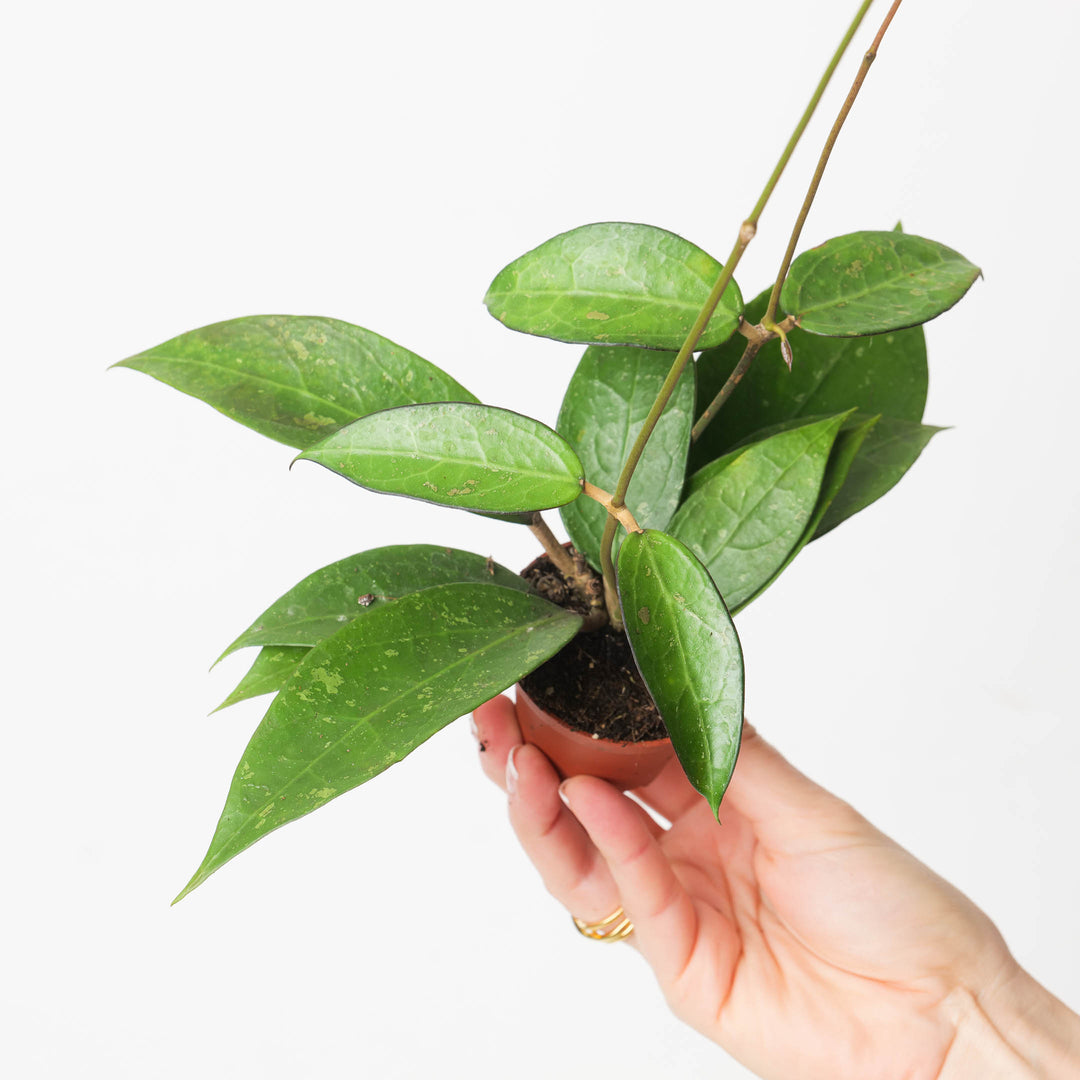 Hoya verticillata 'Lavia' - GROW TROPICALS