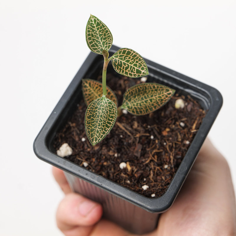 Anoectochilus 'Leaf Tip' (Acclimated)