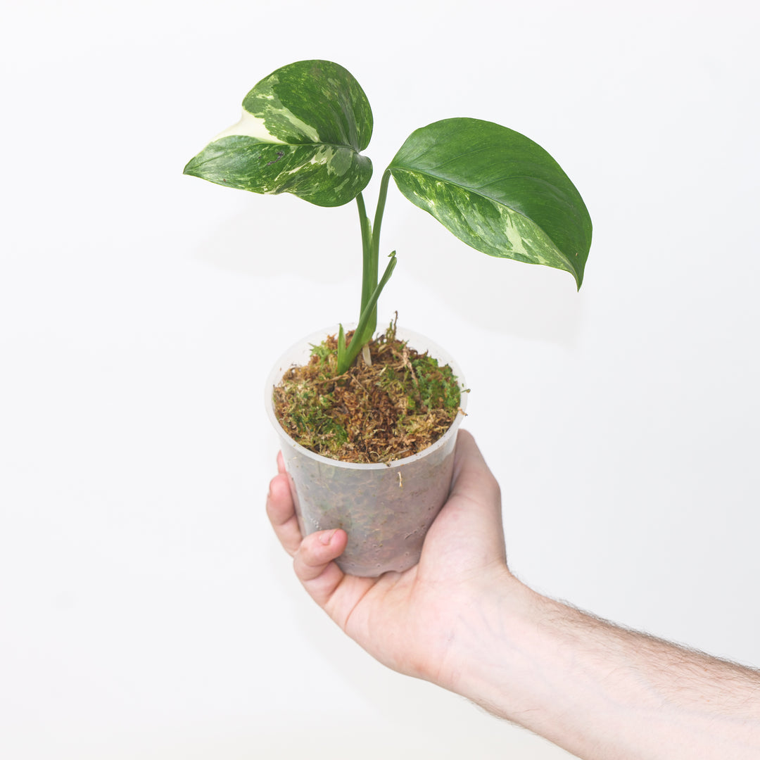 Monstera lechleriana variegated 9cm Plants GrowTropicals