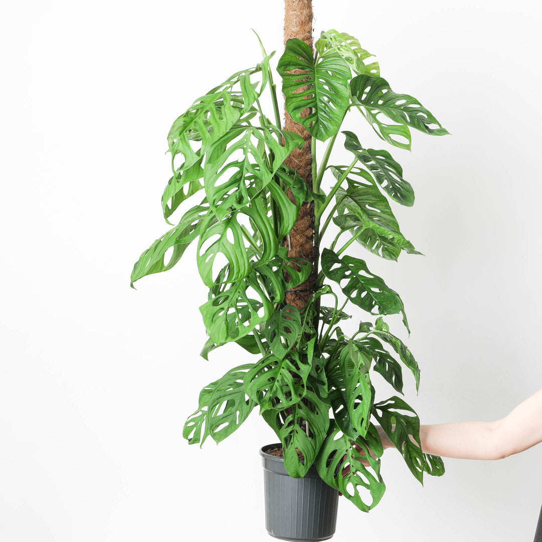 monstera esqueleto moss pole Monstera 'Esqueleto'