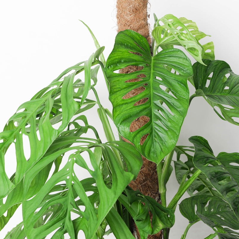 Monstera 'Esqueleto' Plants GrowTropicals