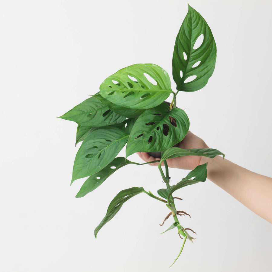 Monstera lechleriana aff. - GROW TROPICALS