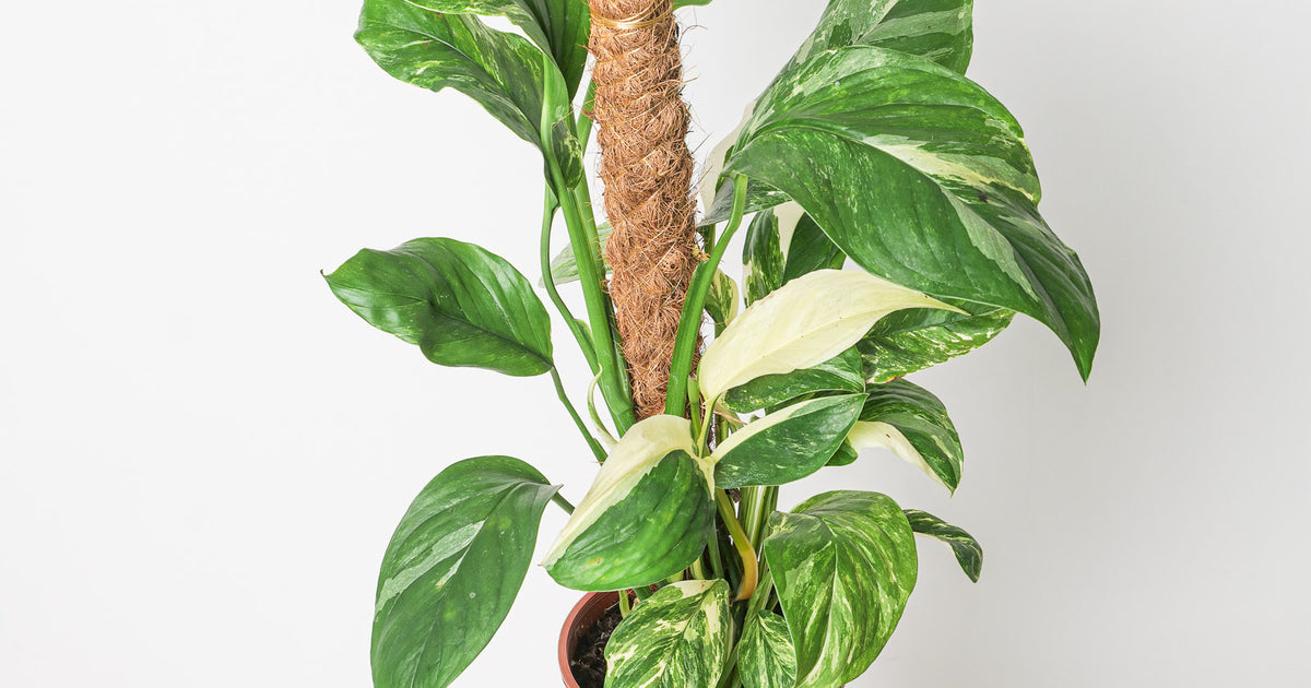 Monstera lechleriana variegated | Plants