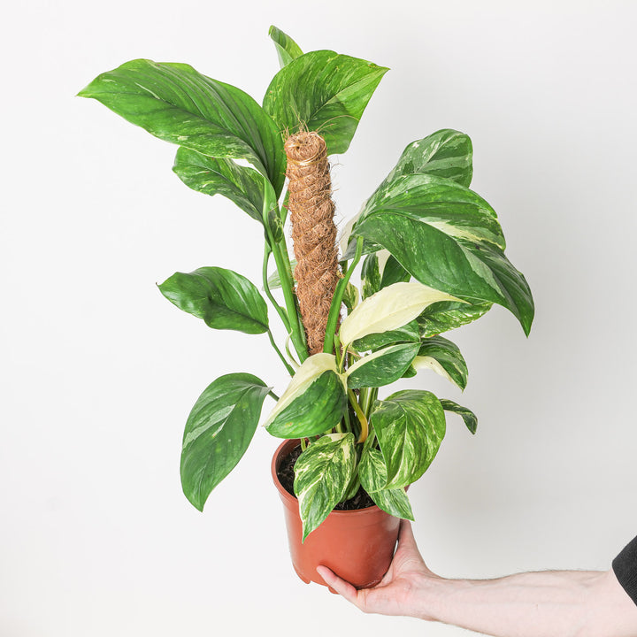 Monstera lechleriana variegated 17cm Plants GrowTropicals