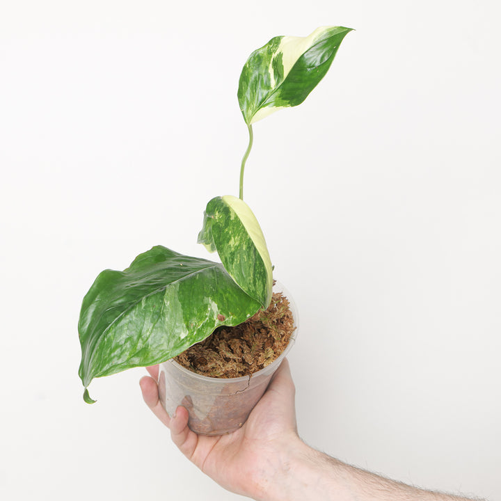 Monstera lechleriana variegated Plants GrowTropicals