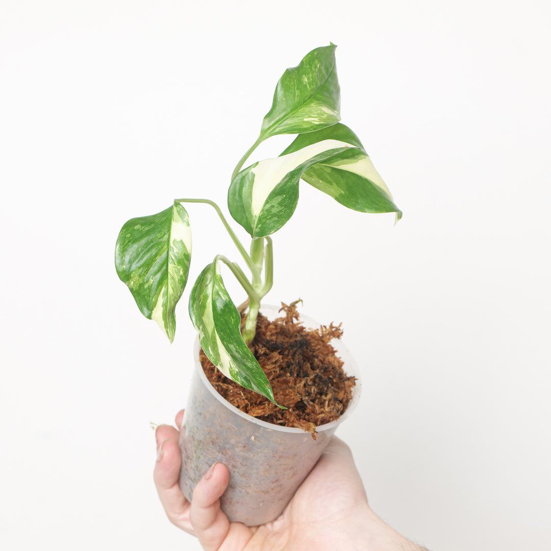 Monstera lechleriana variegated 9cm Plants GrowTropicals