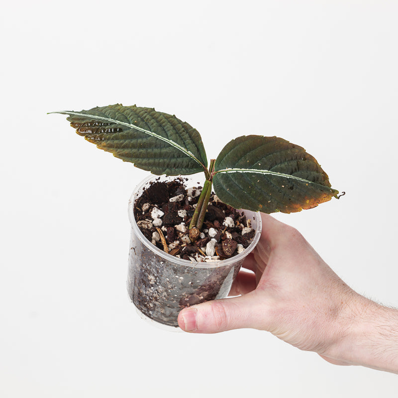 Leea amabilis Plants GrowTropicals