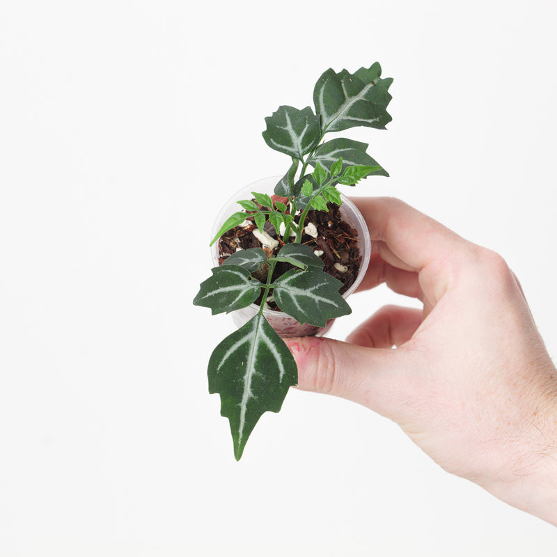Leea sp Green Plants GrowTropicals