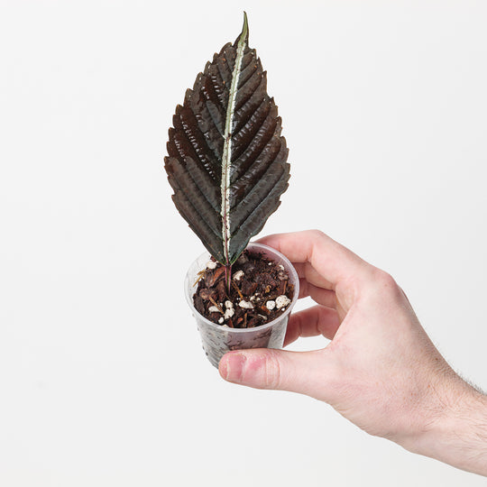 Leea amabilis 6cm Rooted Cutting Plants GrowTropicals