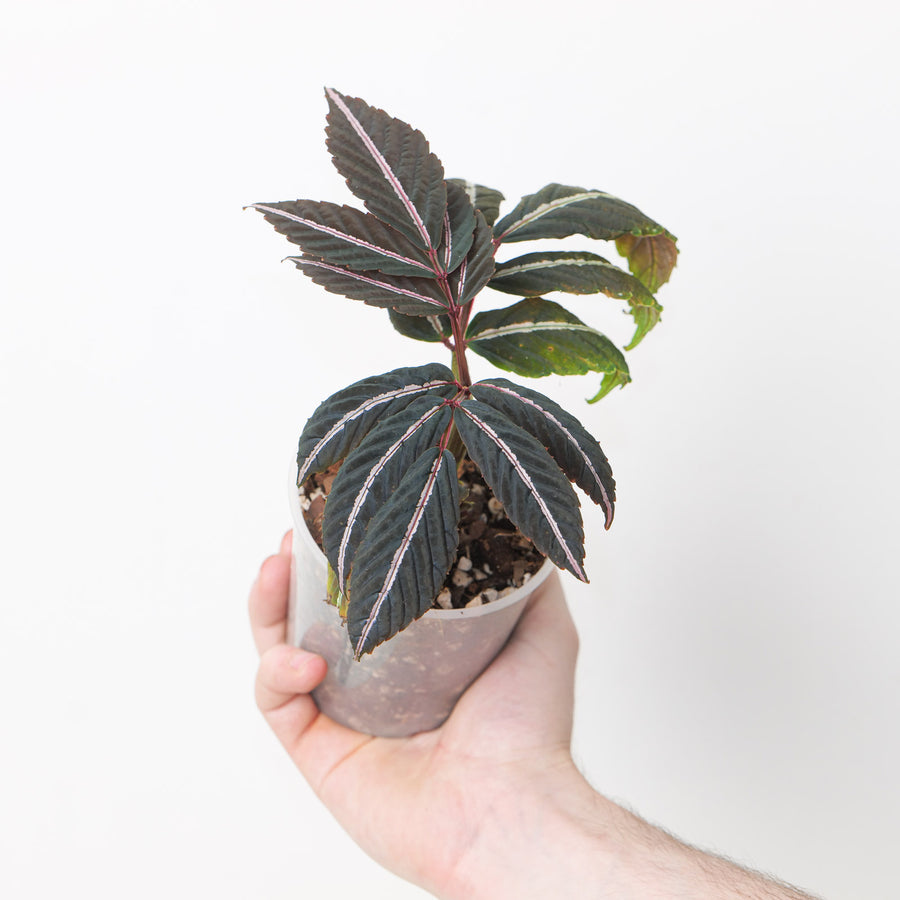 Leea amabilis 9cm Plants GrowTropicals