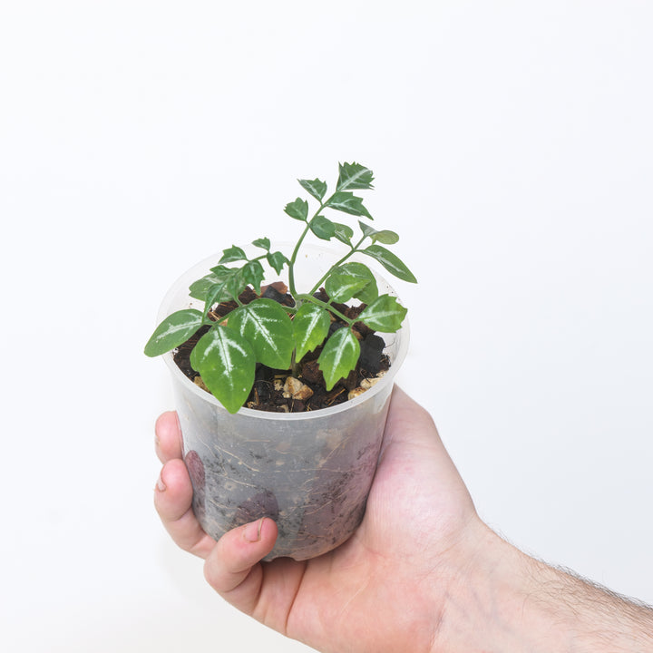 Leea sp Green 9cm / #47 Plants GrowTropicals