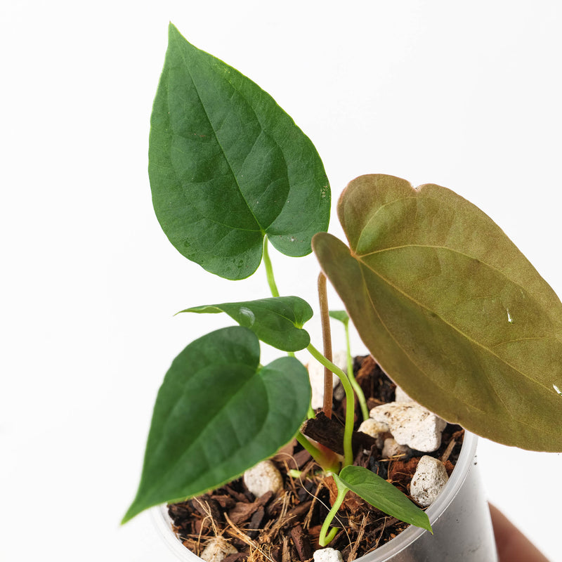 Anthurium papillilaminum 'Daniel' x crystallinum (Dark) Plants GrowTropicals