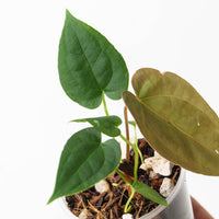Anthurium papillilaminum 'Daniel' x crystallinum (Dark)