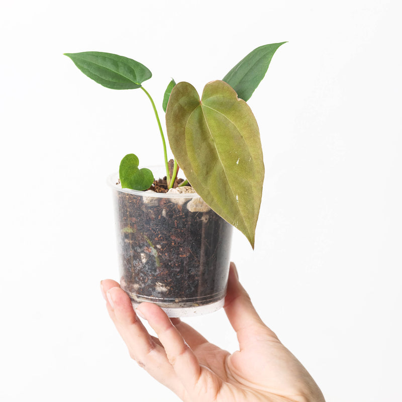 Anthurium papillilaminum 'Daniel' x crystallinum (Dark) — 6cm