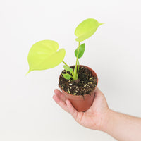 Monstera deliciosa 'Lemon Lime'