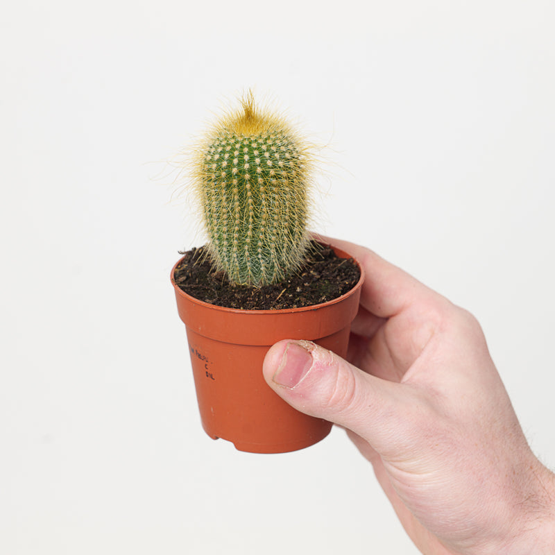 Notocactus leninghausii — 7cm