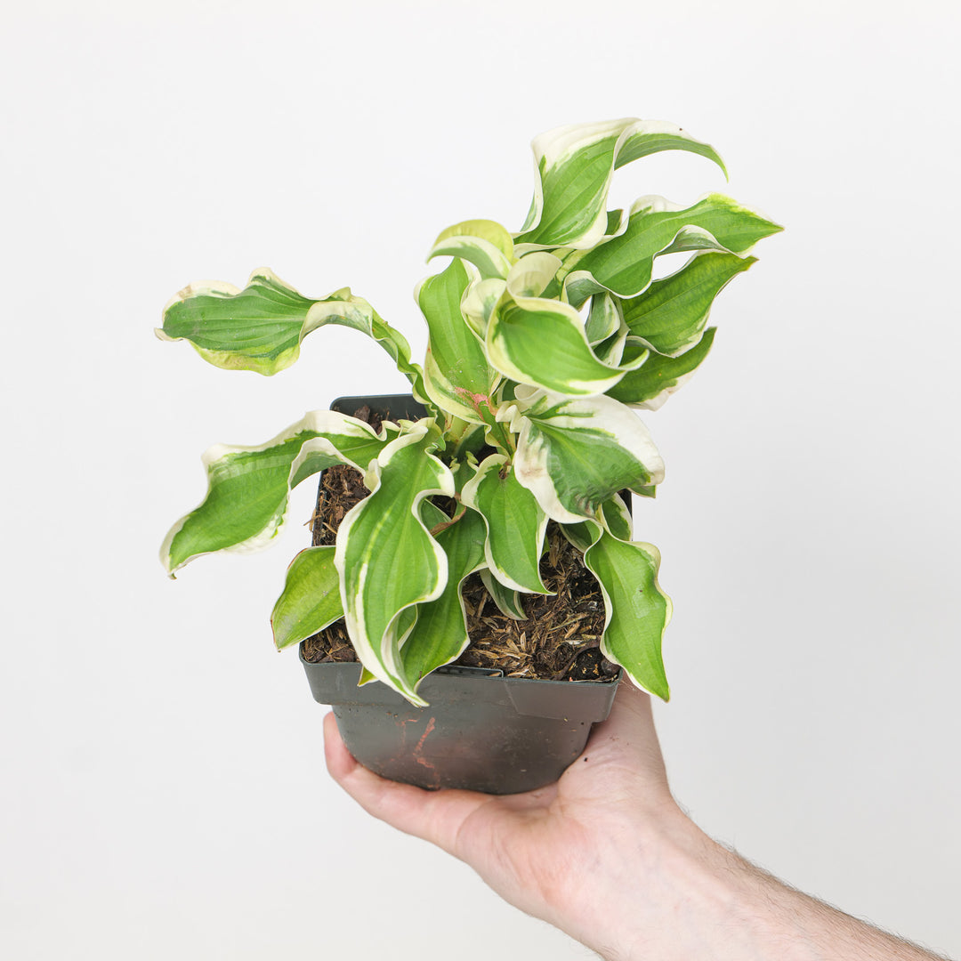 Hosta fortunei 'Let's Twist Again'
