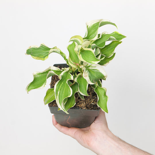 Hosta fortunei 'Let's Twist Again'