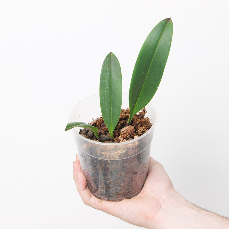 Bulbophyllum aff. levanae Plants Growtropicals