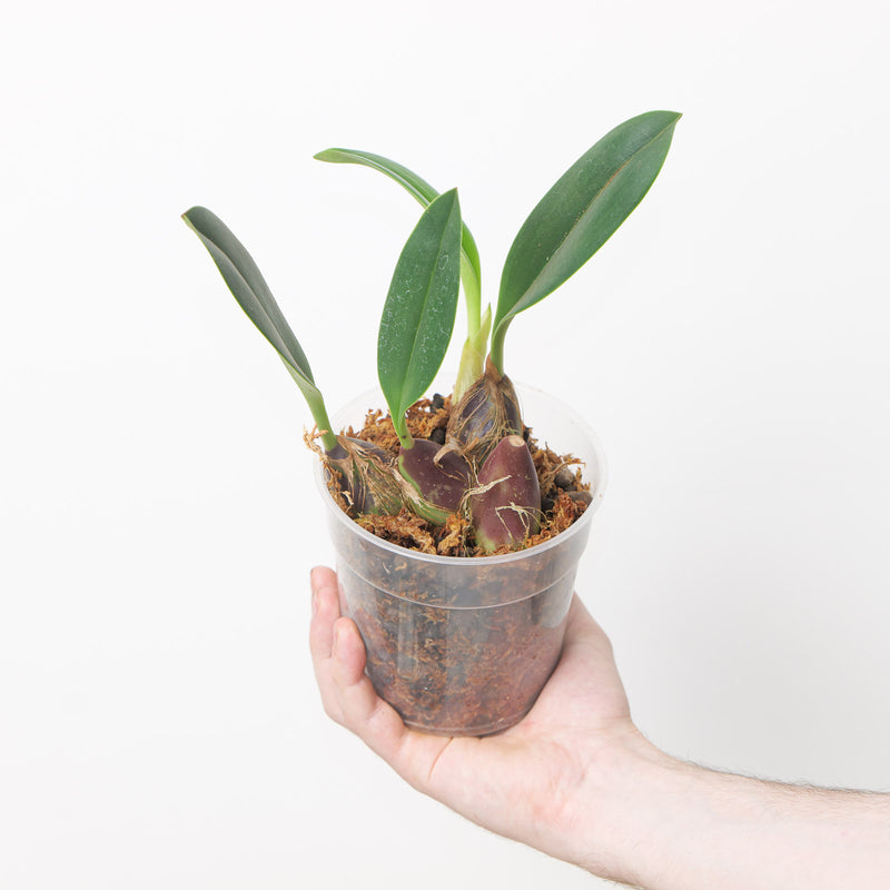 Bulbophyllum levanae 'Yellow' 12cm Plants Growtropicals