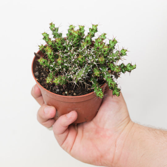 Euphorbia lenewtonii