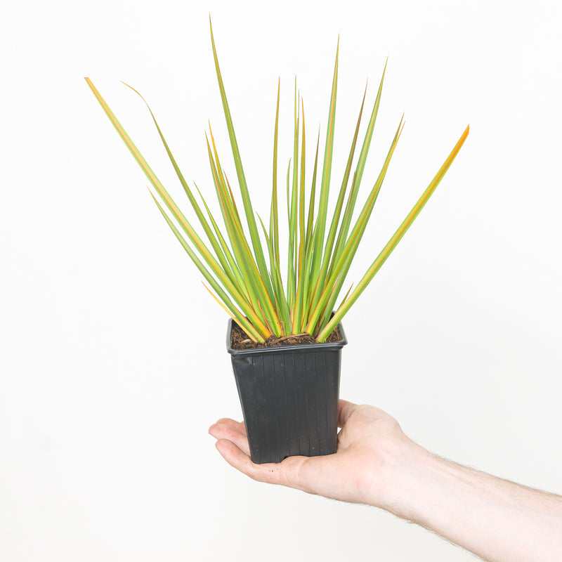 Libertia peregrinans — 9cm / 0.5L