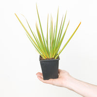 Libertia peregrinans