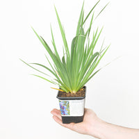 Libertia caerulescens