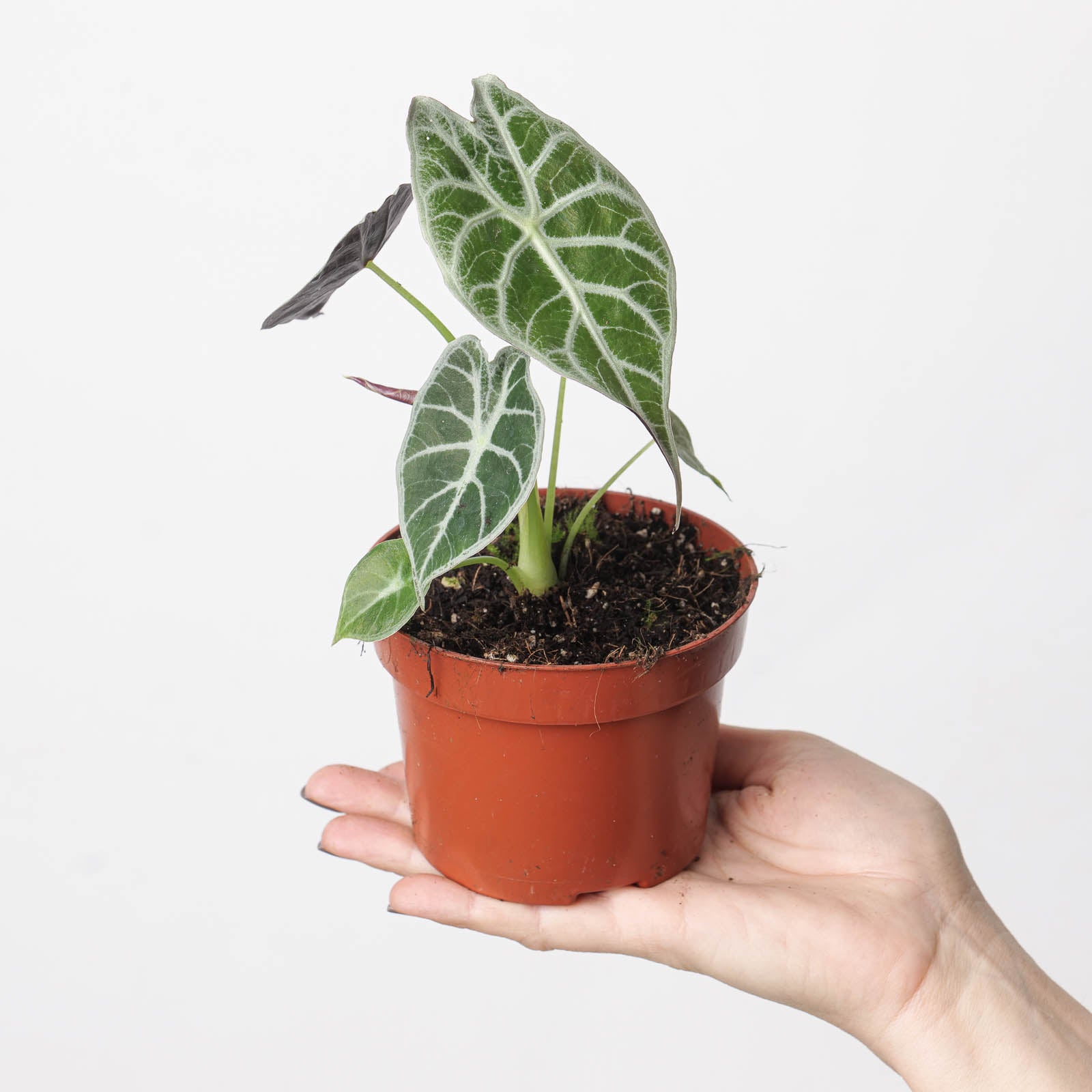 Products – Page 5 – Canopy Plant Co.