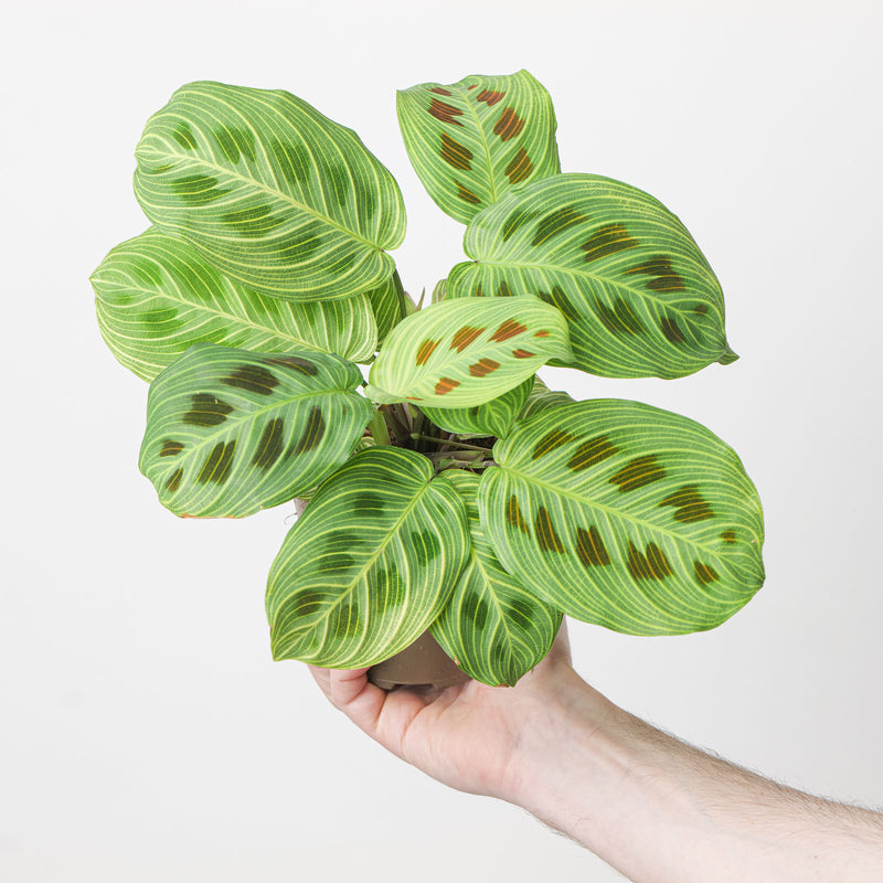 Maranta Fantasy Plants GrowTropicals