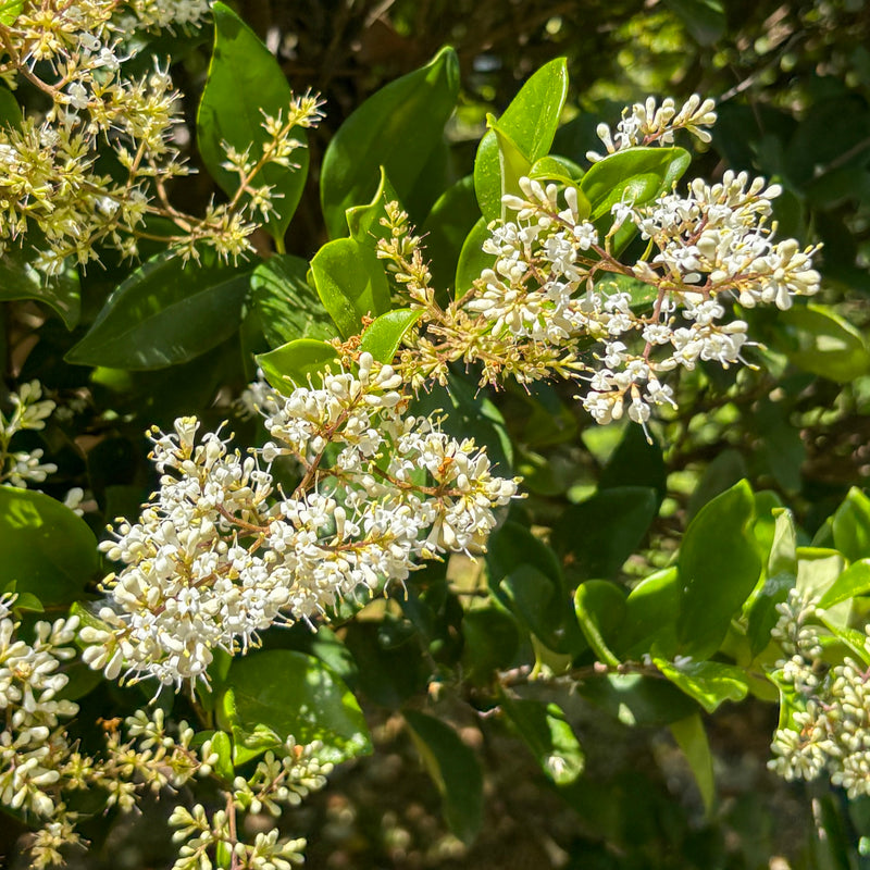 Ligustrum japonicum 'Texanum' Plants - Outdoor GROW TROPICALS