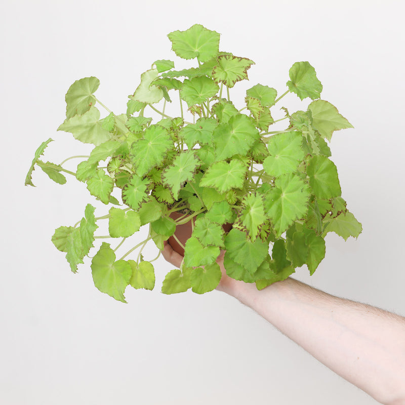 Begonia rex 'Lima Love' Plants GrowTropicals